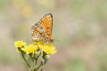 Nymphalidae / Amannisa / Heath Fritillary / Melitaea athalia