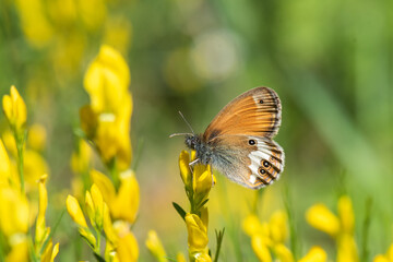 Satyridae / Funda Zıpzıp Perisi / / Coenonympha arcania