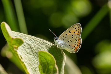 Lycaenidae / Büyük Mor Bakır / / Lycaena alciphron