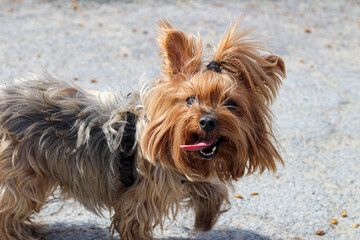 A cheerful shaggy dog with its tongue out and its tail looks at the camera on a walk