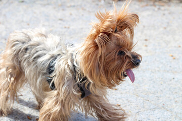 Fototapeta na wymiar Funny shaggy Yorkshire terrier with his tongue hanging out on a walk on the asphalt
