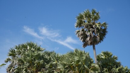 palm trees against blue sky
