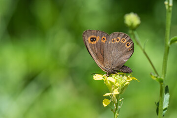 Satyridae / Orman Güzelesmeri / / Erebia medusa