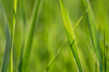 Macro green summer grass blades details on bokeh very blurred vibrant background. Eco natural fresh weed on shining lawn background for web, print etc