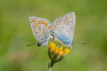 Lycaenidae / Çokgözlü Mavi / / Polyommatus icarus