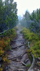 Mountain trail in fog