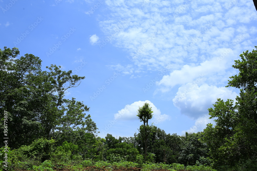 Wall mural beautiful sky with trees,palm trees and white clouds