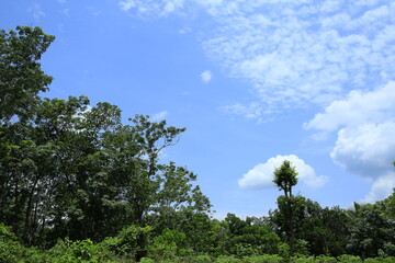 Beautiful sky with trees,palm trees and white clouds