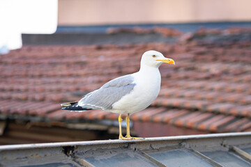 seagull bird on tiled roof in sunny day