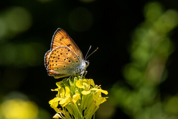 Obraz premium Lycaenidae / Büyük Mor Bakır / / Lycaena alciphron