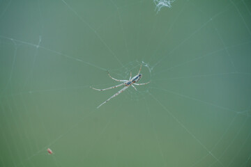 bottom view of a spider spying on his meal. High quality photo