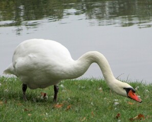 grasender Schwan