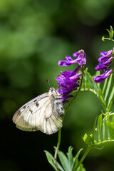 Papilionidae / Dumanlı Apollo / / Parnassius mnemosyne