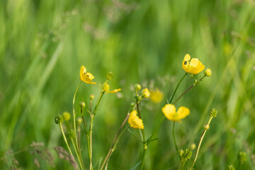 Macro small yellow flowers on green summer field close-up. Blurred background and vibrant wild floral foliage