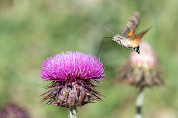 butterfly on flower