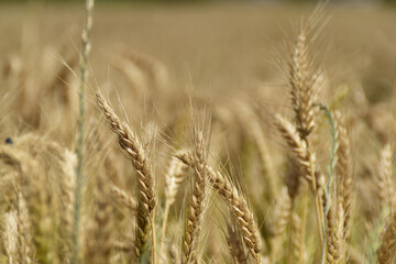 Wheat - Grano