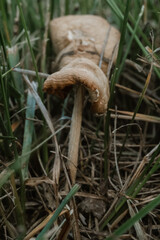 close up mashrooms growing randomly in the park. High quality photo