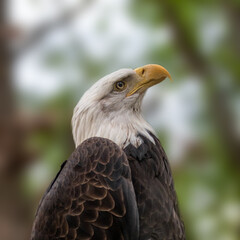 Portrait of a bald eagle head close-up on blurry natural background. Powerful bird in wild life. Vertical