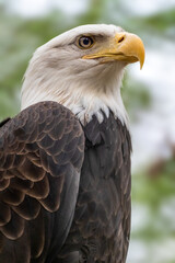 Portrait of a bald eagle head close-up on blurry natural background. Powerful bird in wild life....