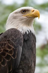 Foto op Canvas Portrait of a bald eagle head close-up on blurry natural background. Powerful bird in wild life. Vertical © Kathrine Andi