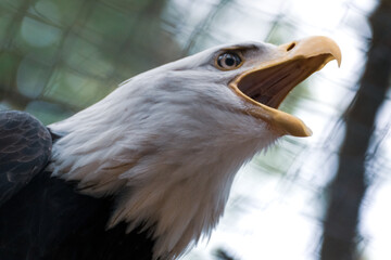 Portrait of a bald eagle screaming close-up on blurry natural background. Powerful bird in wild life