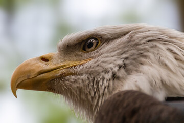 Portrait of a bald eagle head close-up on blurry natural background. Powerful bird in wild life