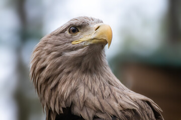 Golden eagle with yellow beak head close-up on blurry natural background. Powerful bird profile in wild life