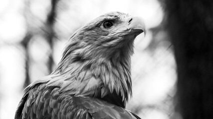 Golden eagle with yellow beak head close-up on blurry natural background. Powerful bird profile in wild life in greyscale