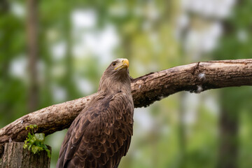 Golden eagle with yellow beak head close-up on blurry natural background. Powerful bird on tree in wild life