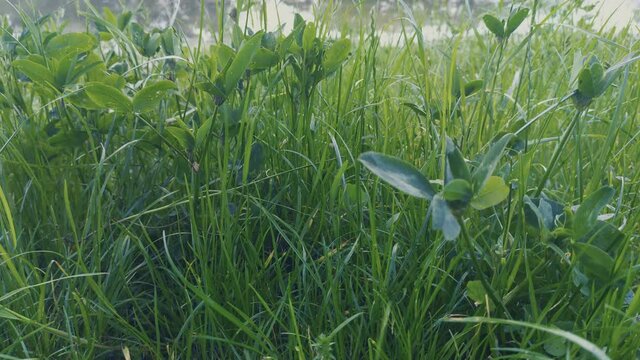 Grass, disambiguation - refers to the many species of plants in the family Poaceae