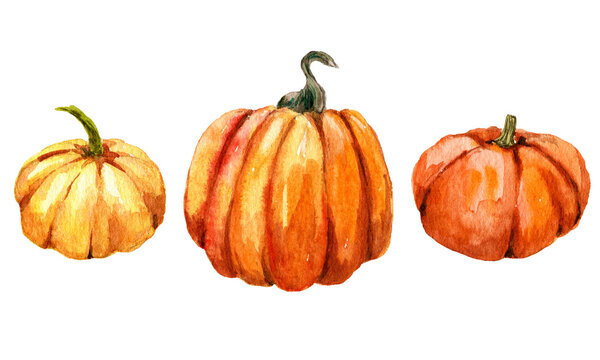 Pumpkin isolated illustration for halloween and Fall on white background. Watercolor Hand painted orange pumpkins . Autumn harvest. Vegetarian raw food