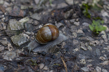 A grape snail slowly crawling on the ground. Summer after the rain spirals in the snail house