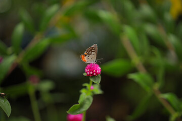 Close-up Of Butterfly Pollinating on a  flower in garden, blurred green background, extreme close up with backlight.
