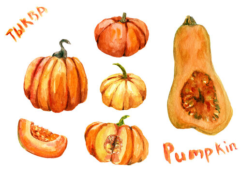 Set of pumpkin isolated illustration with lettering on English and Russian for halloween and Fall on white background. Watercolor hand painted orange pumpkins . Autumn harvest. Vegetarian raw food