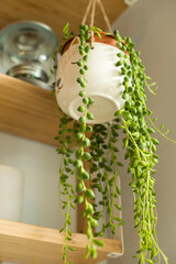 Senecio rowleyanus house Plant in a animal face hanging pot. String of Pearls plant.