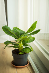 Musa Tropicana dwarf banana plant, isolated and located near a big window. vertical shot.