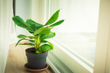 Musa Tropicana dwarf banana plant, isolated and located near a big window. Copy space.
