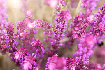 Fototapeta premium Blume pink