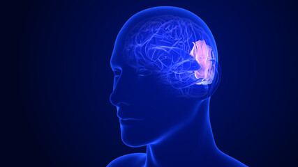 Brain Anatomy - Parietal lobes. 3d rendering