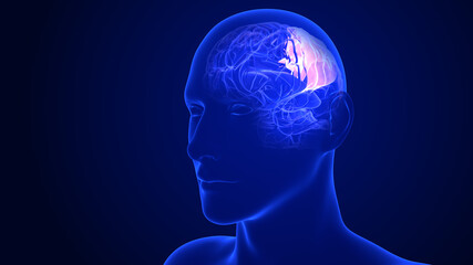 Brain Anatomy - Parietal lobes. 3d rendering