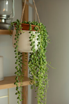Senecio rowleyanus house Plant in a white hanging pot. String of Pearls plant.