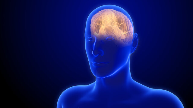 Brain Anatomy - Cerebral hemispheres. 3d rendering