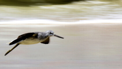 Pan shot of a Common Greenshank bird flight by the seashore, A bird flying fast against sea waves in Kerala, India