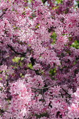 Beautiful, pink blooming Apple tree in the spring garden. Agricultural industry