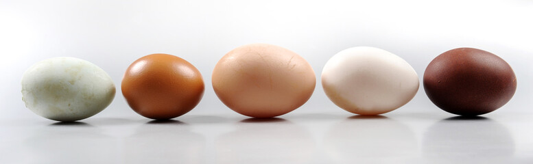 eggs, different colors of eggs on white background