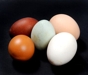 creative eggs, different kinds of egg on black background