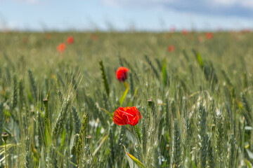 Poppies scattered throughout a field of cereal crops