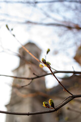 Branch with blooming leaves macro shot on the background of the church
