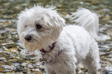 Small white cute Maltese dog standing in shallow river water. Summer season in nature. Maltese are playful, charming, and adaptable toy companions