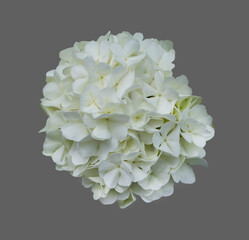 White flower hydrangea